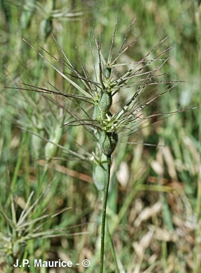 Aegilops geniculata