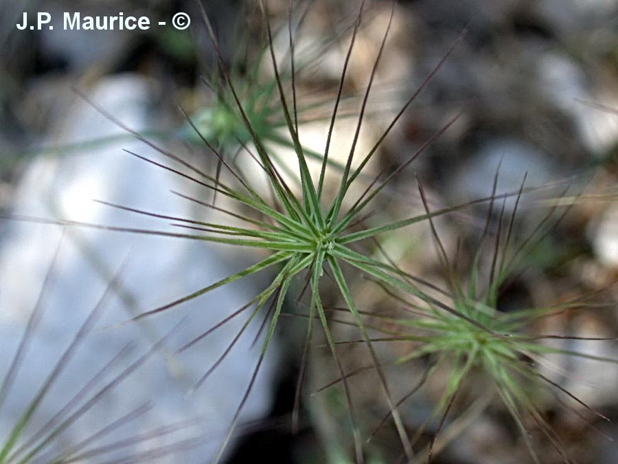 Aegilops geniculata