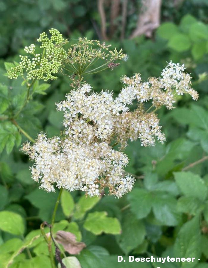 Aegopodium podagraria