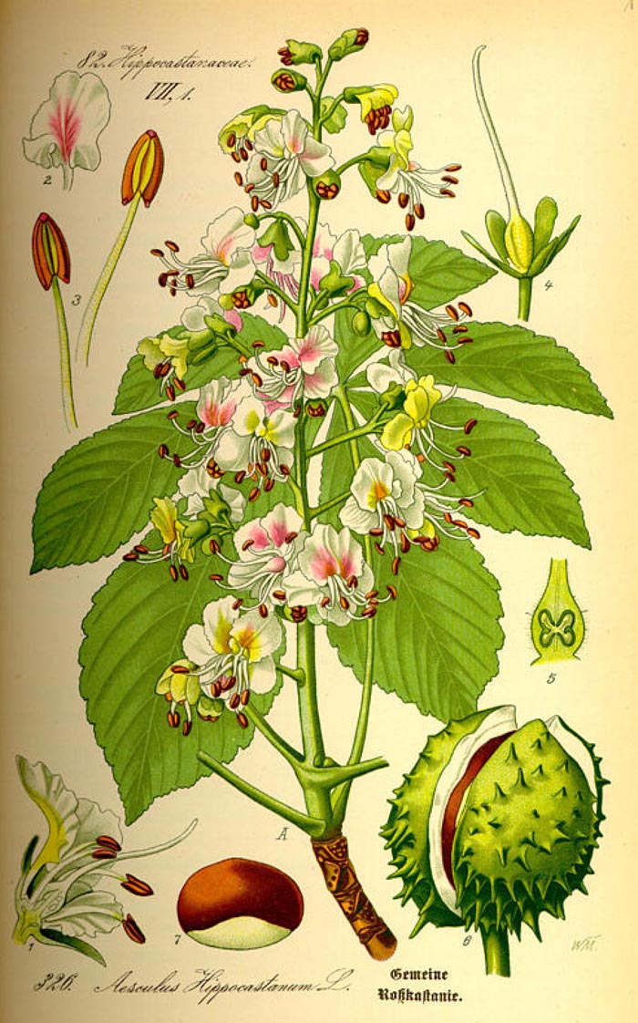 Aesculus hippocastanum