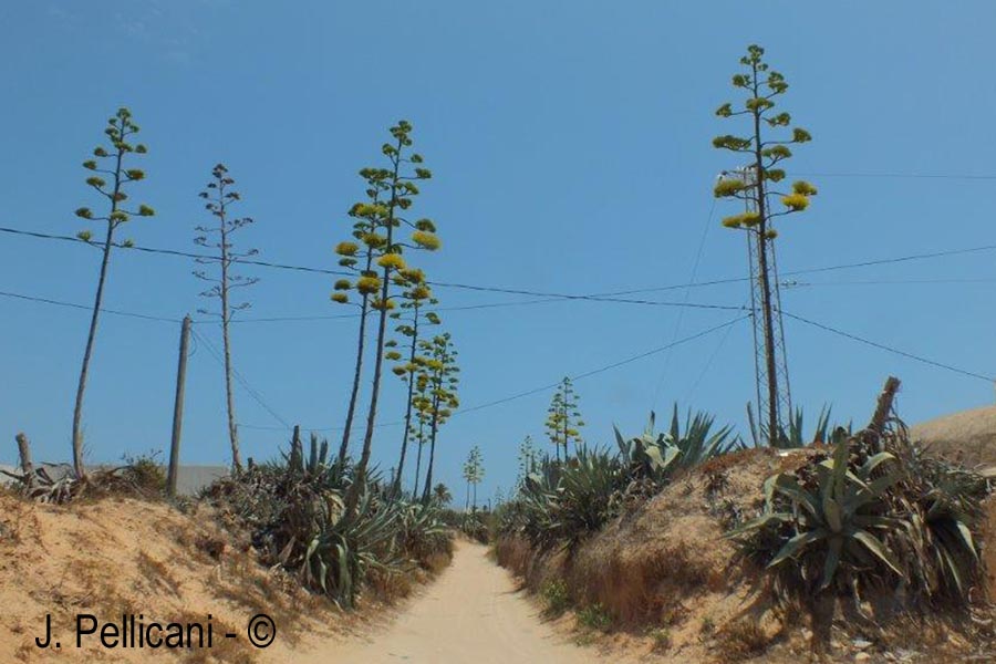 Agave americana