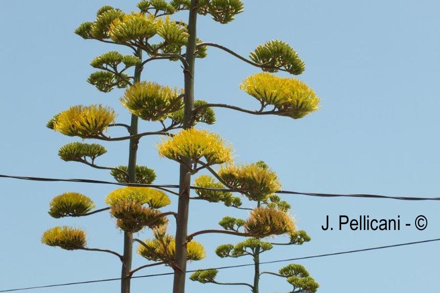 Agave americana