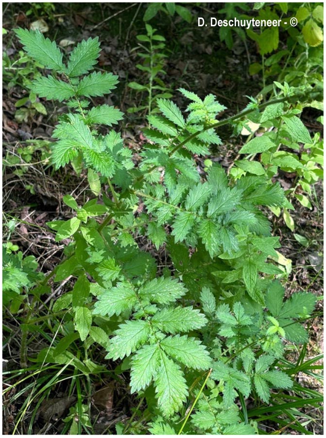 Agrimonia eupatoria (L'aigremoine eupatoire)