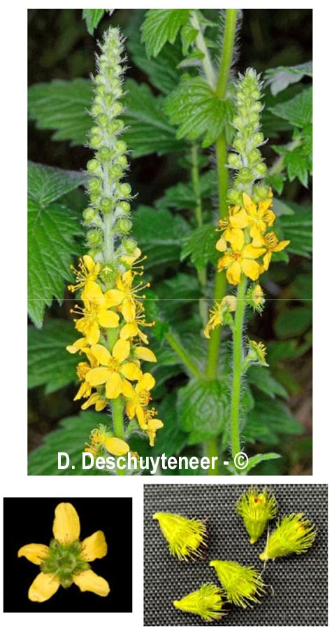 Agrimonia eupatoria (L'aigremoine eupatoire)