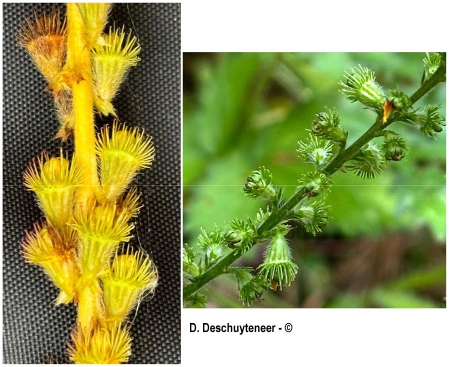 Agrimonia eupatoria (L'aigremoine eupatoire)