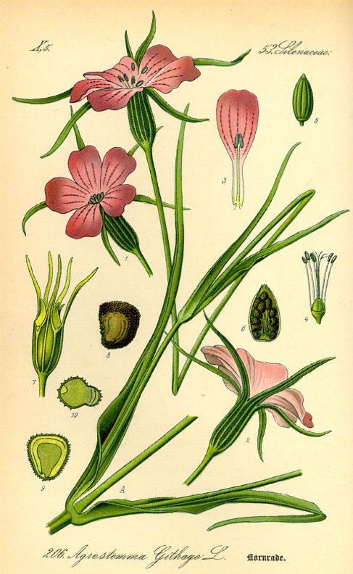 Agrostemma githago