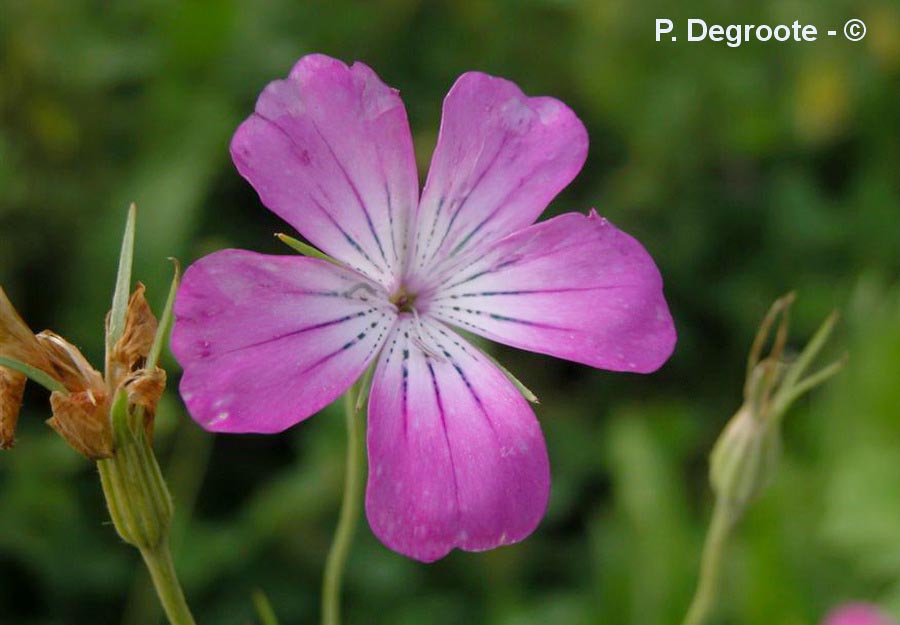 Agrostemma githago