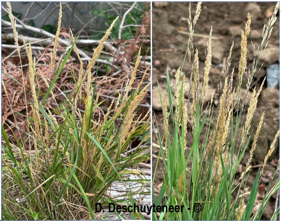 Agrostis stolonifera (agrostis blanche, stolonifère)