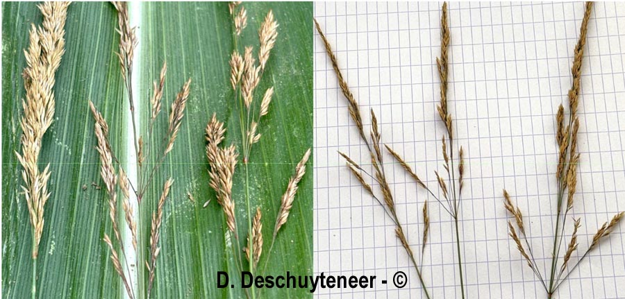 Agrostis stolonifera (agrostis blanche, stolonifère)