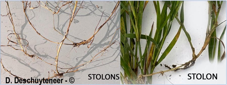 Agrostis stolonifera (agrostis blanche, stolonifère)