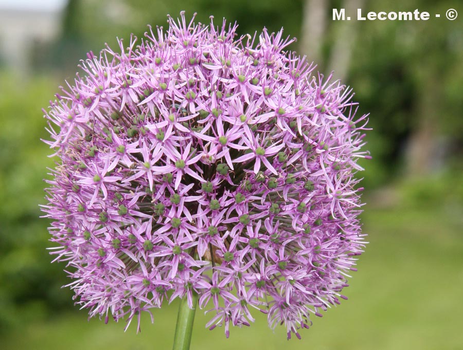 Allium sp.