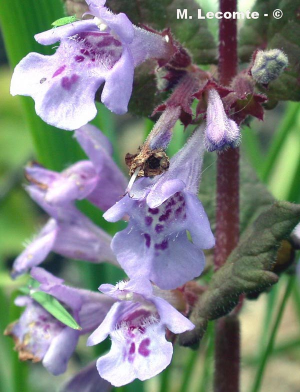 Ajuga reptans
