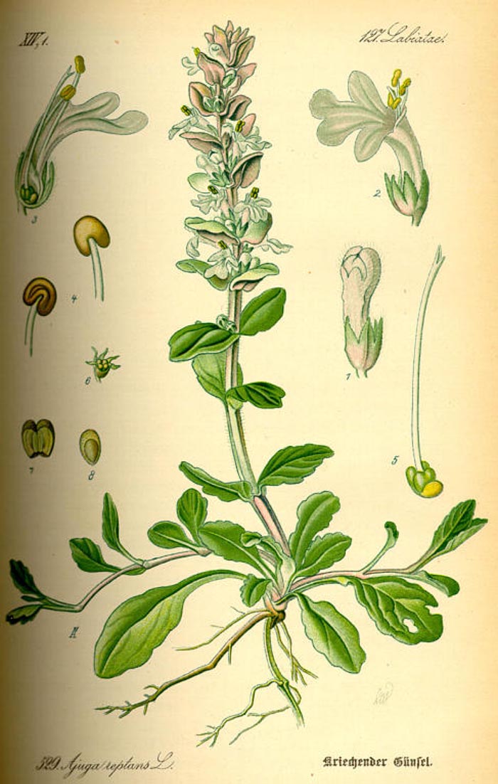 Ajuga reptans