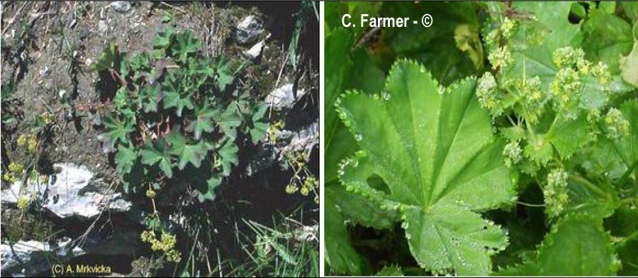 Alchemilla glabra