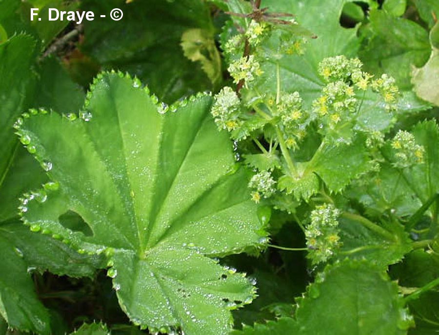 Alchemilla vulgaris