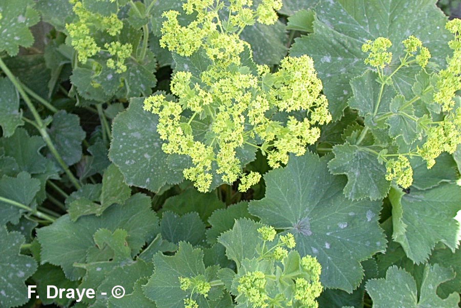 Alchemilla vulgaris