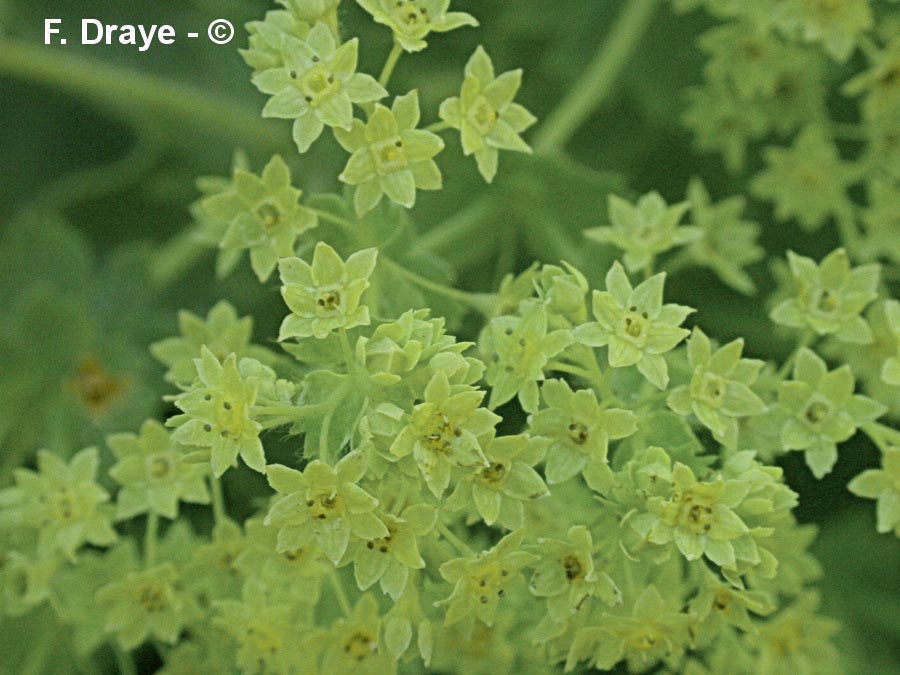 Alchemilla vulgaris