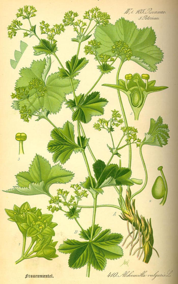 Alchemilla vulgaris