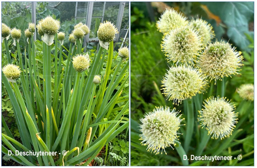  Allium fistulosum (ciboule)