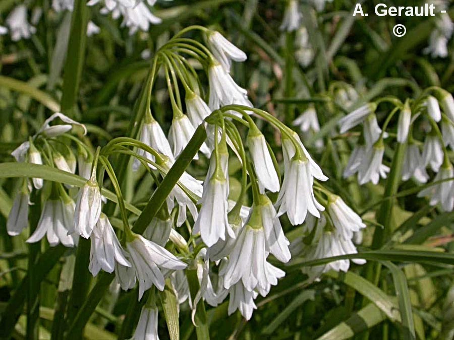 Allium triquetrum