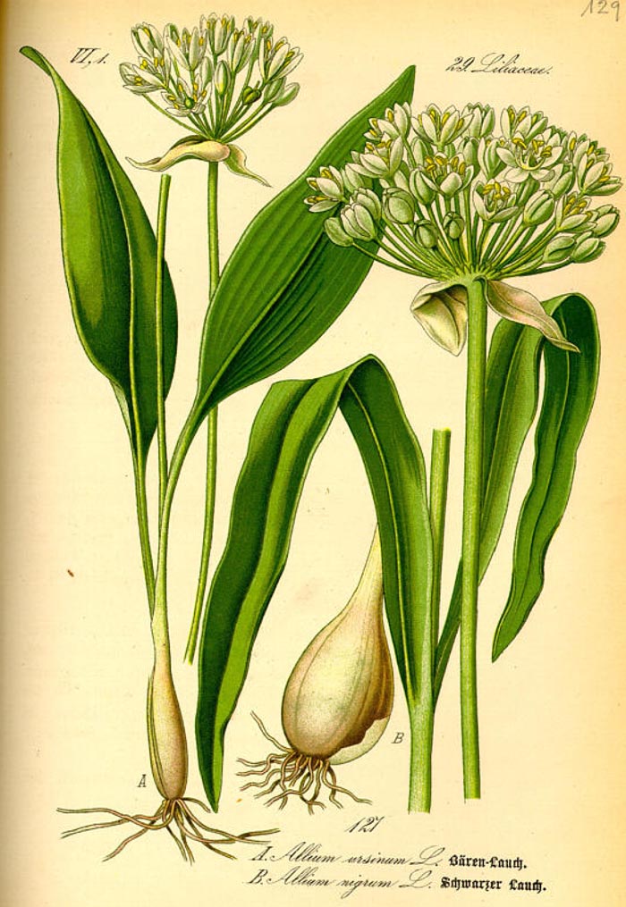 Allium ursinum