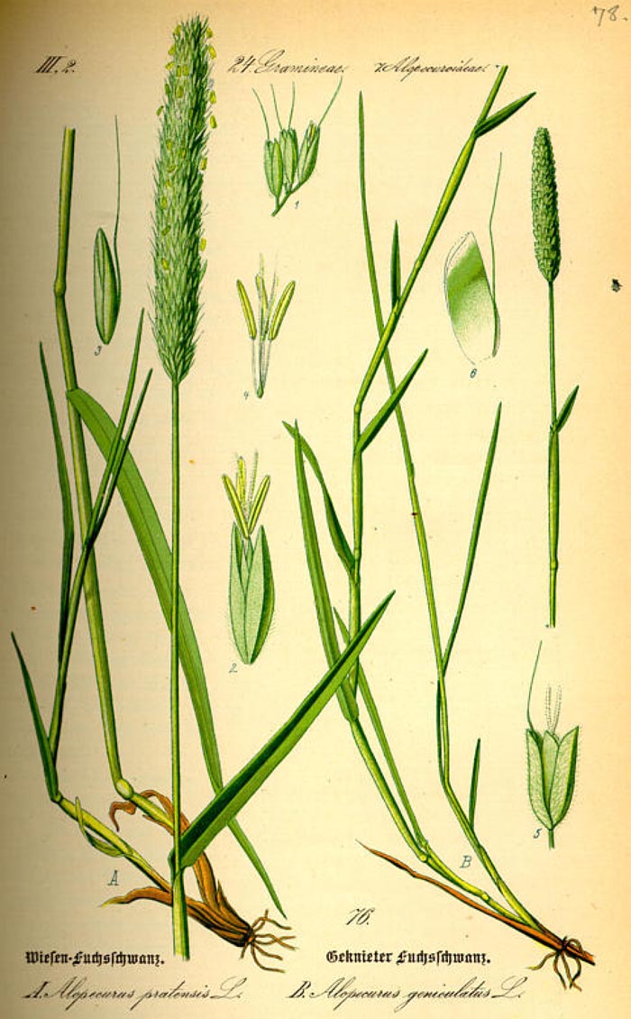 Alopecurus pratensis