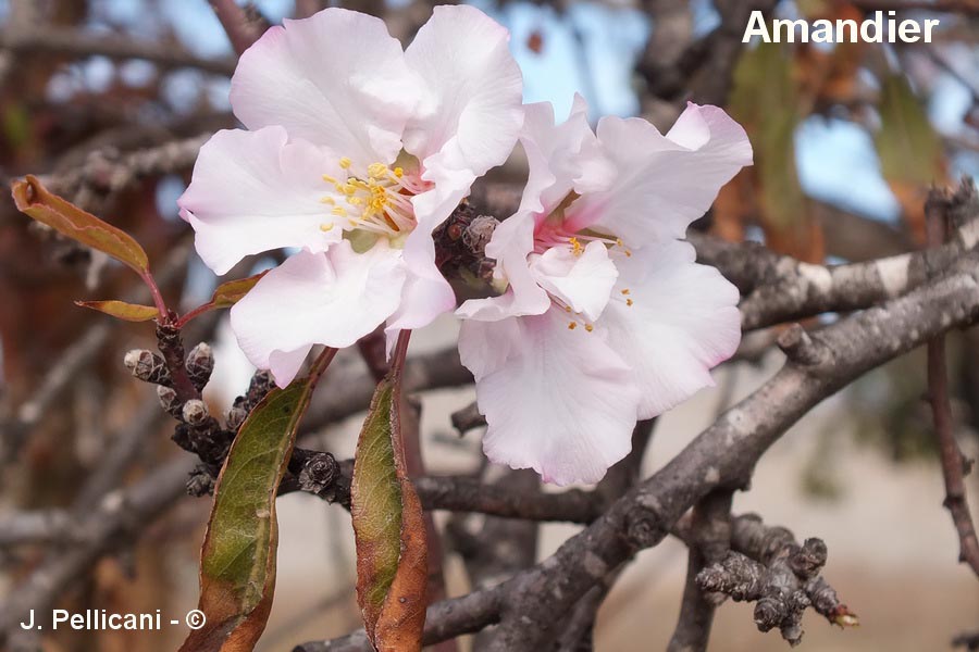 Prunus amygdalus