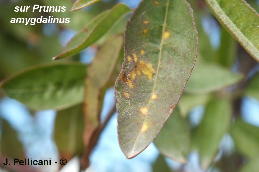 Prunus amygdalus