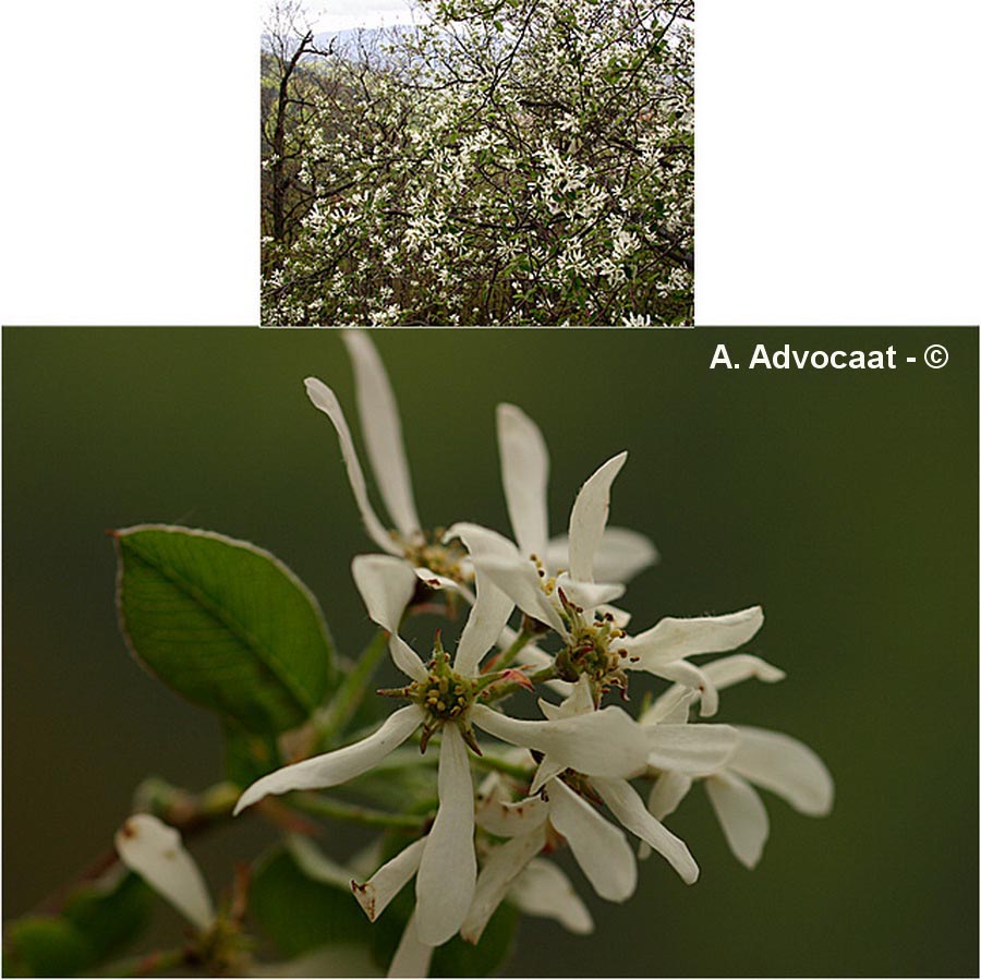 Amelanchier ovalis