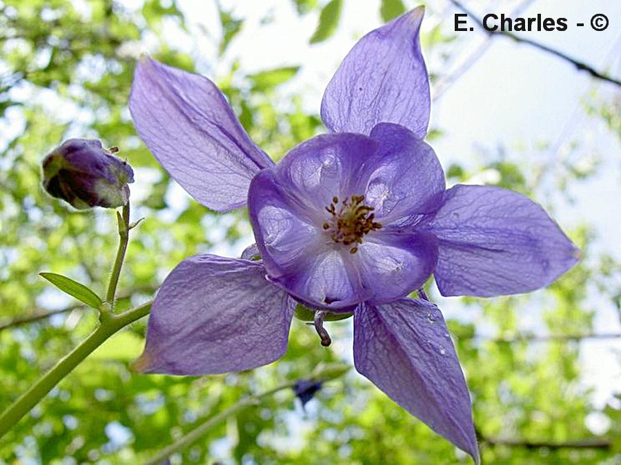 Aquilegia vulgaris