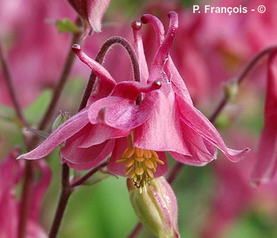 Aquilegia vulgaris
