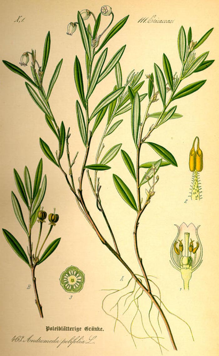Andromeda polifolia