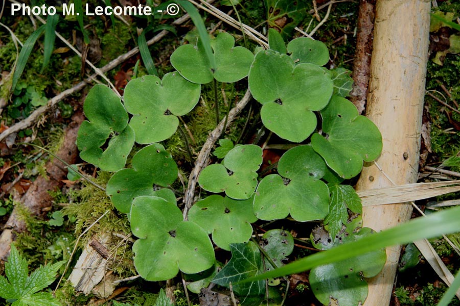 Anemone hepatica (Hepatica nobilis)