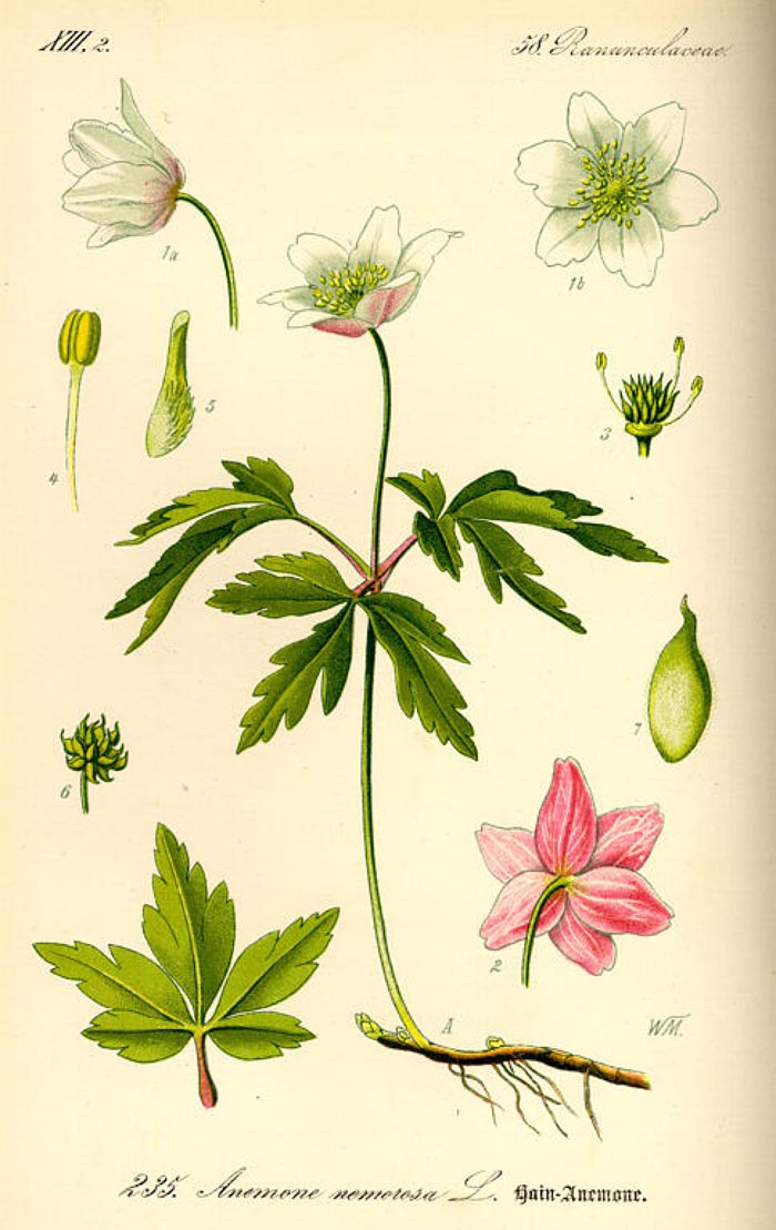 Anemone nemorosa (Anomonoides nemorosa)