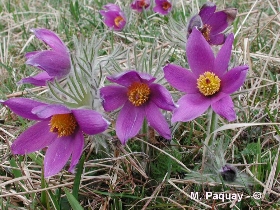 Anemone pulsatille