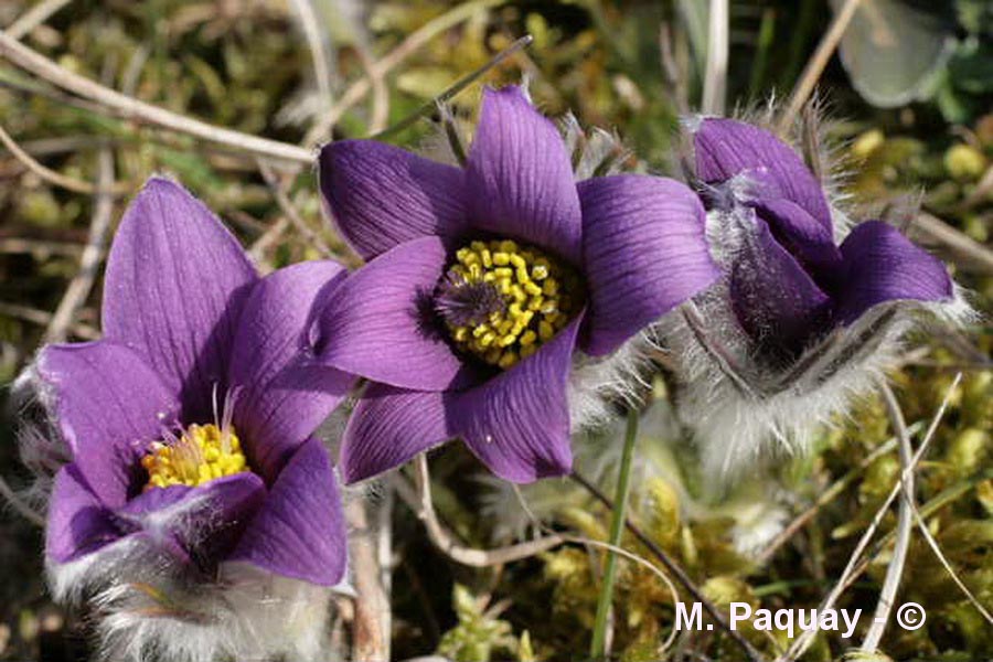 Anemone pulsatille