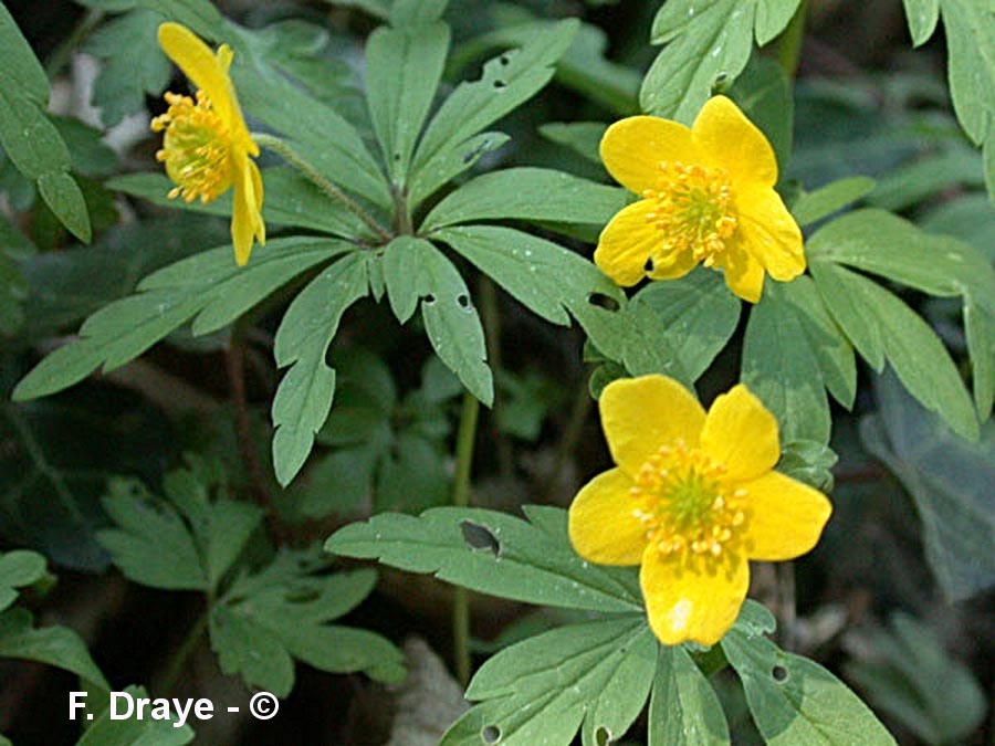 Anemone ranunculoides (Anémone fausse-renoncule)