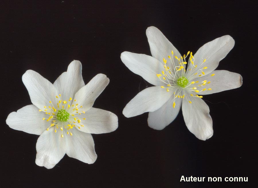 Anemone sylvestris