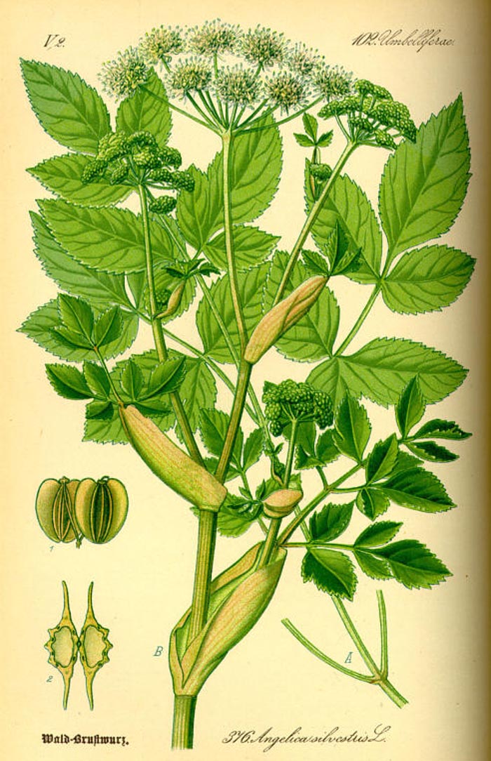 Angelica sylvestris