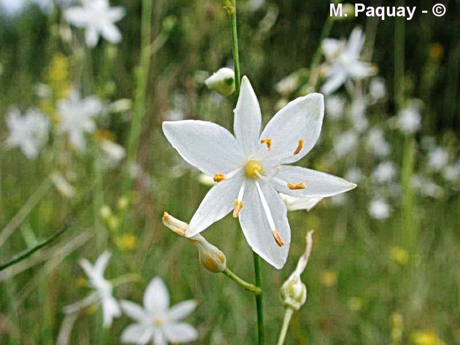 Anthericum ramosum