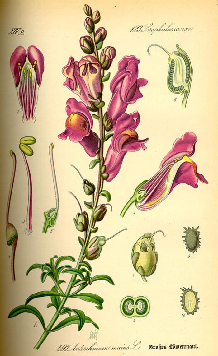 Antirrhinum majus