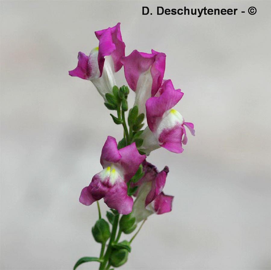  Antirrhinum majus (grande gueule de lion grand muflier)