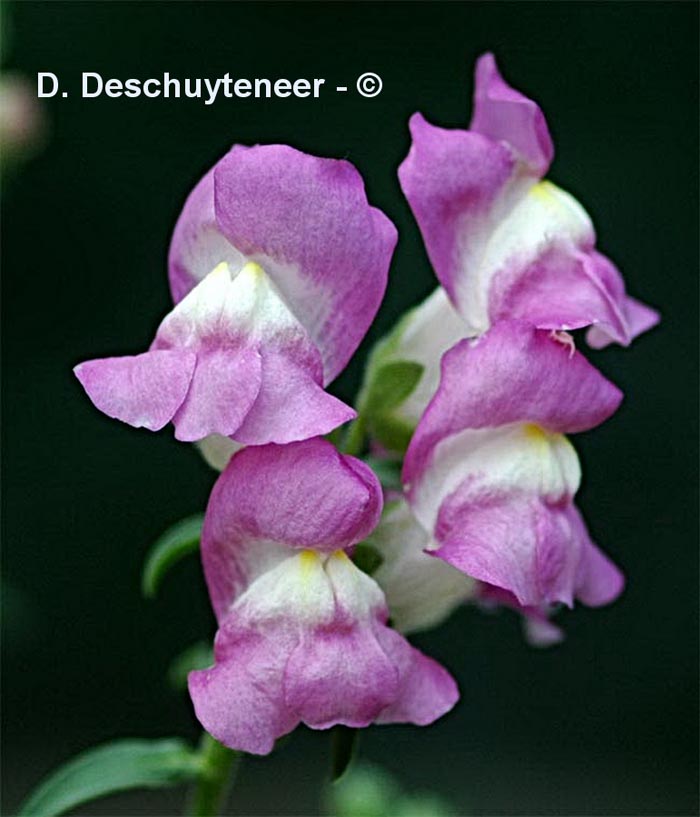  Antirrhinum majus (grande gueule de lion grand muflier)