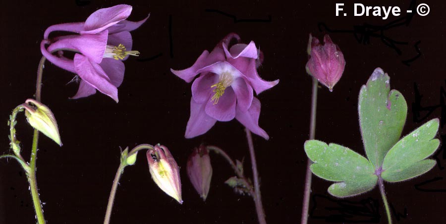 Aquilegia vulgaris