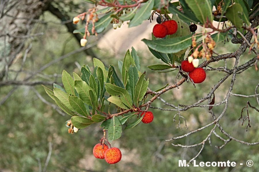 Arbutus unedo (arbousier commun)