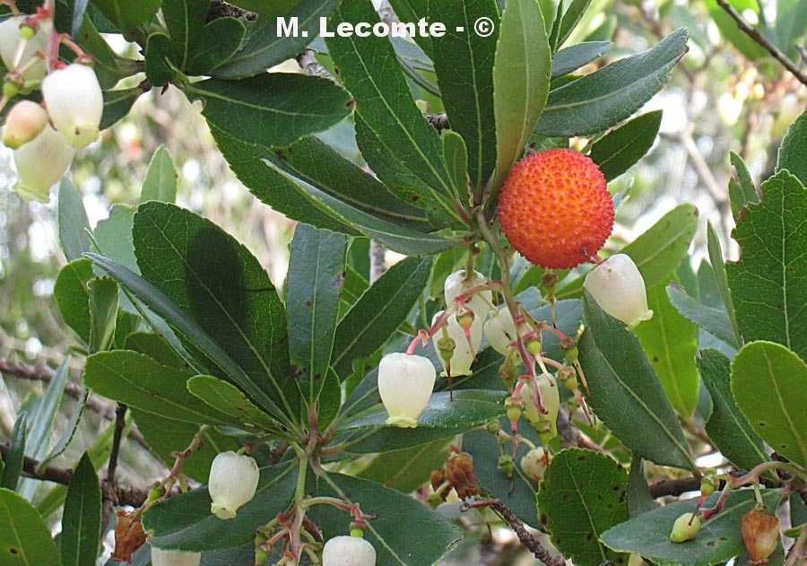 Arbutus unedo (arbousier commun)