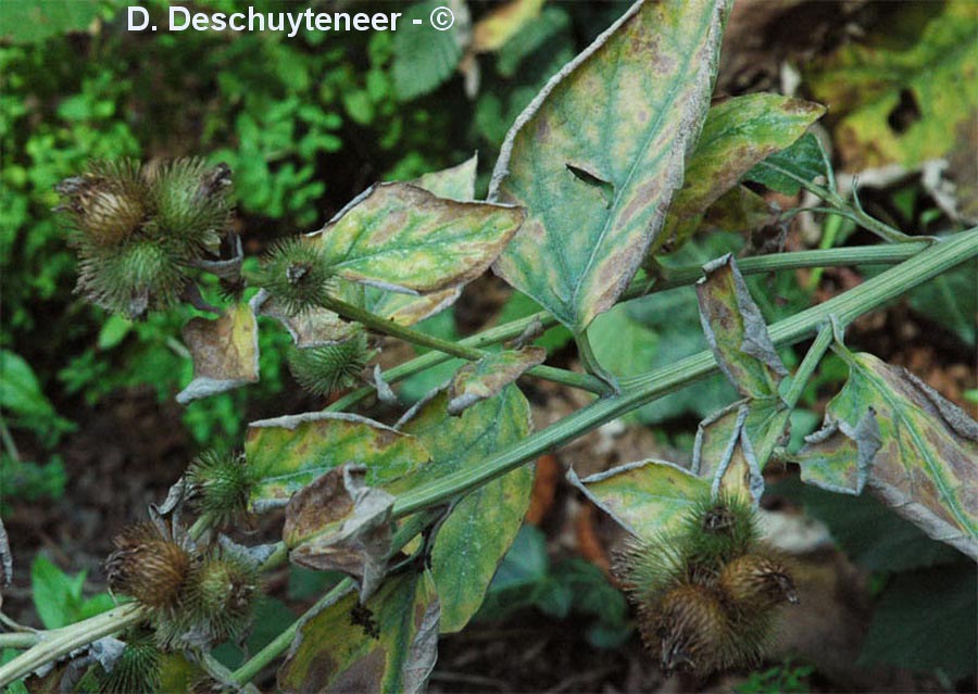 Arctium lappa