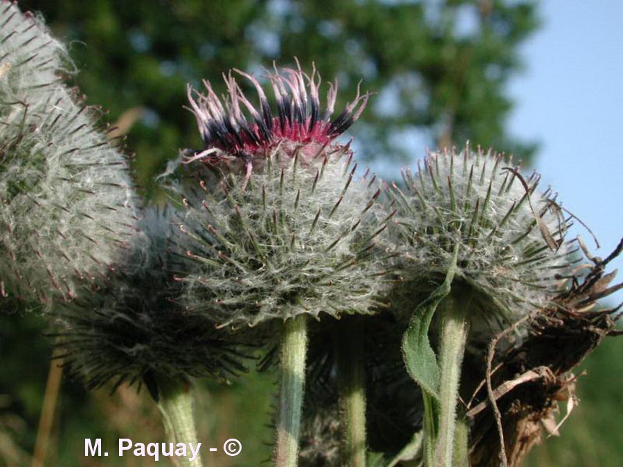 Arctium tomentosum