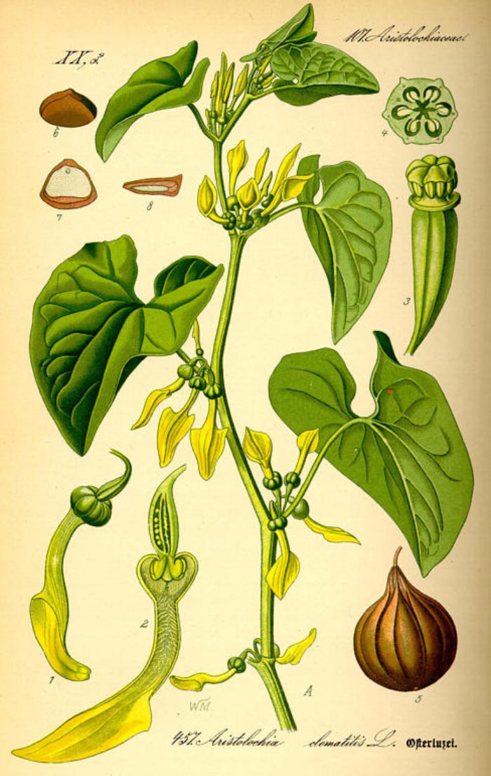 Aristolochia clematitis