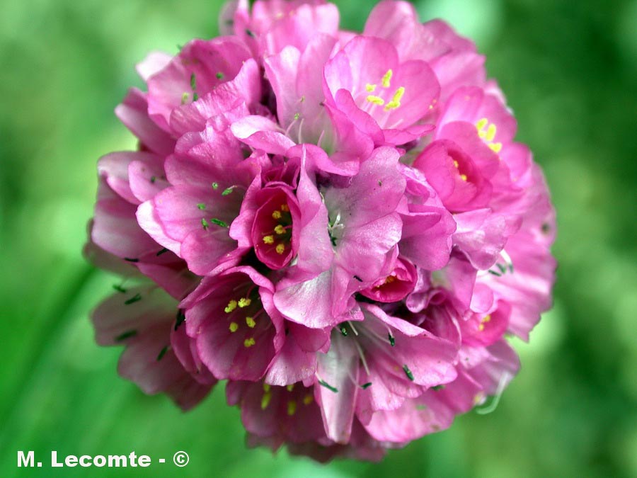 Armeria maritima